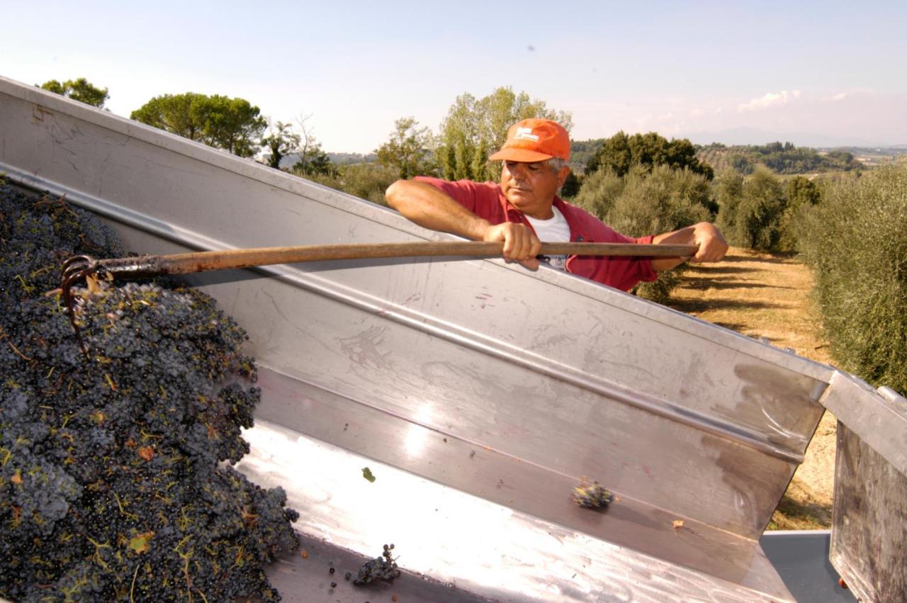 Agriturismo Il Selvino Terricciola Exteriér fotografie