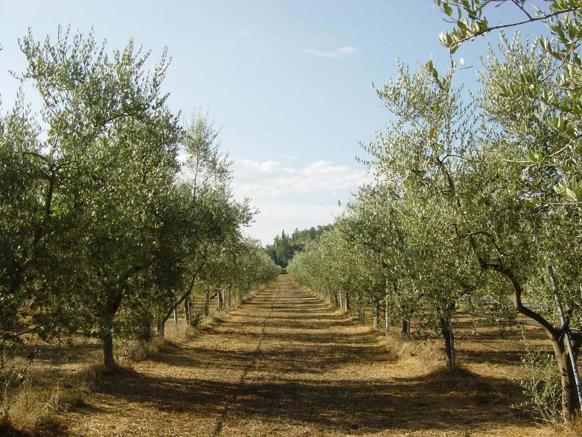 Agriturismo Il Selvino Terricciola Exteriér fotografie